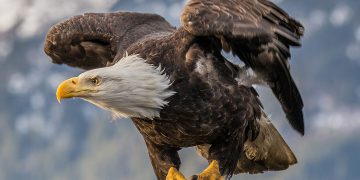 Missouri: morta l’aquila Murphy, celebre star del web