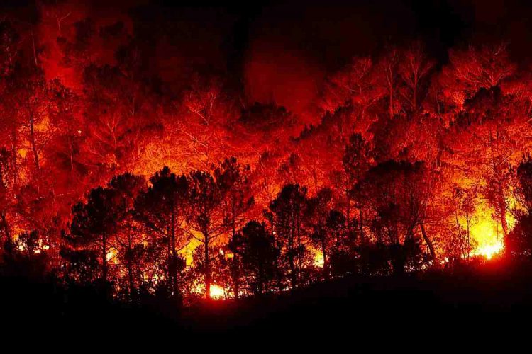 Corea del Sud, incendi boschivi