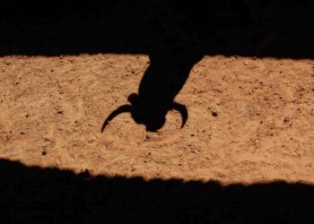 Il Messico rivede le norme sulla tauromachia