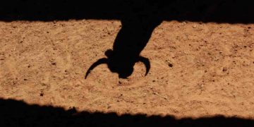 Il Messico rivede le norme sulla tauromachia