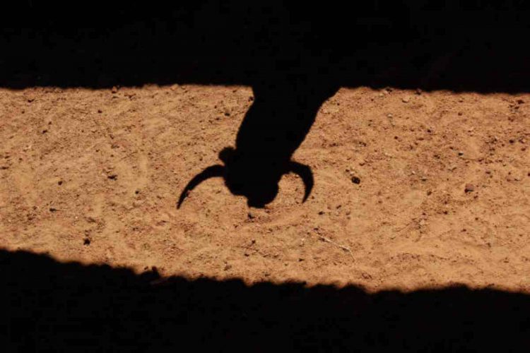 Il Messico rivede le norme sulla tauromachia