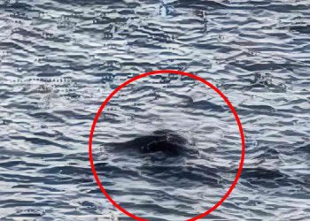 Mostro di Loch Ness