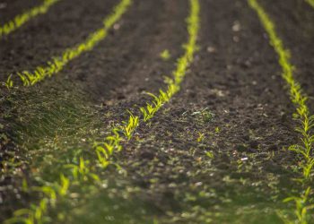 Un campo coltivato
