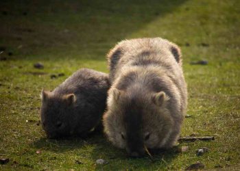 Un cucciolo di vombato assieme alla madre