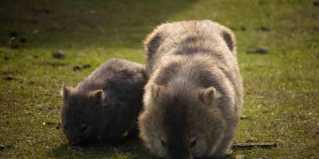Un cucciolo di vombato assieme alla madre