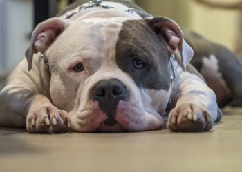 Un pitbull