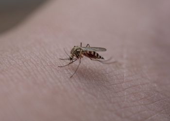 Una zanzara sulla pelle di una persona