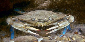 Granchio Blu - Alanews.it