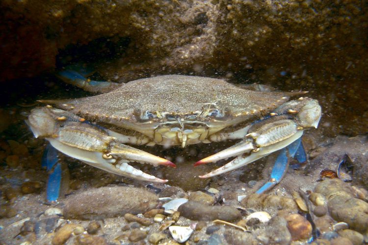 Granchio Blu - Alanews.it