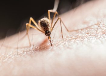 Nitisinone: il farmaco che rende il sangue letale per le zanzare