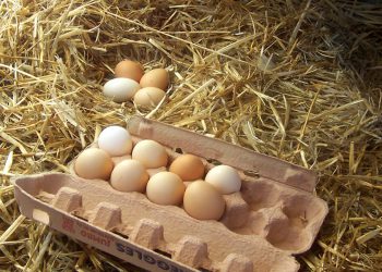 Crisi delle uova negli USA: richiesta d’import dall’Europa per far fronte alla carenza