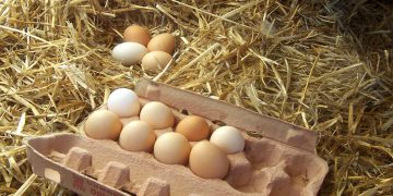 Crisi delle uova negli USA: richiesta d’import dall’Europa per far fronte alla carenza