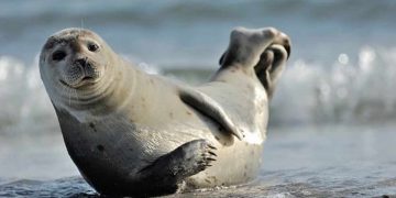 Dazi USA su foche e pinguini