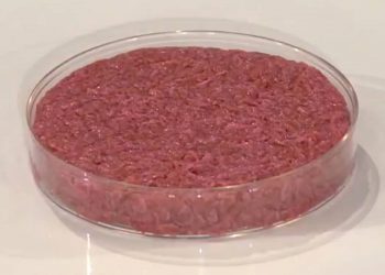 Della carne coltivata