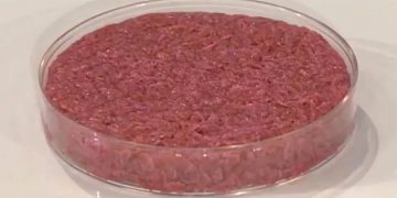 Della carne coltivata