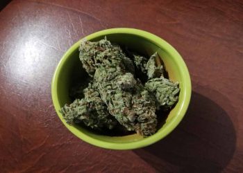 Della marijuana, sostanza stupefacente derivata dalla cannabis