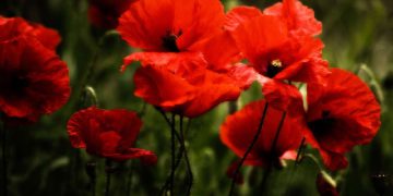 I papaveri rossi sono uno dei simboli della resistenza