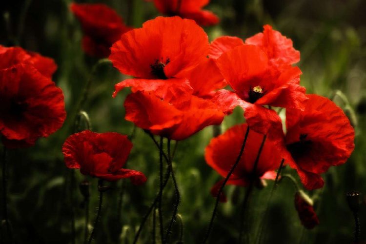 I papaveri rossi sono uno dei simboli della resistenza