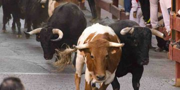 In Spagna un uomo è morto dopo essere stato incornato da un toro