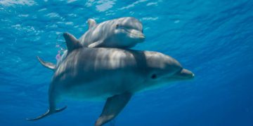 L'intelligenza artificiale per studiare il linguaggio dei delfini