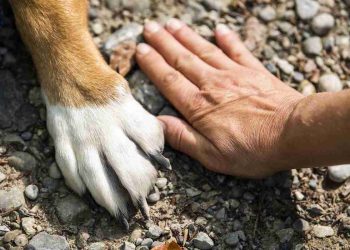 La mano di un uomo e la zampa di un cane