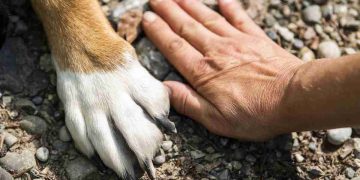 La mano di un uomo e la zampa di un cane