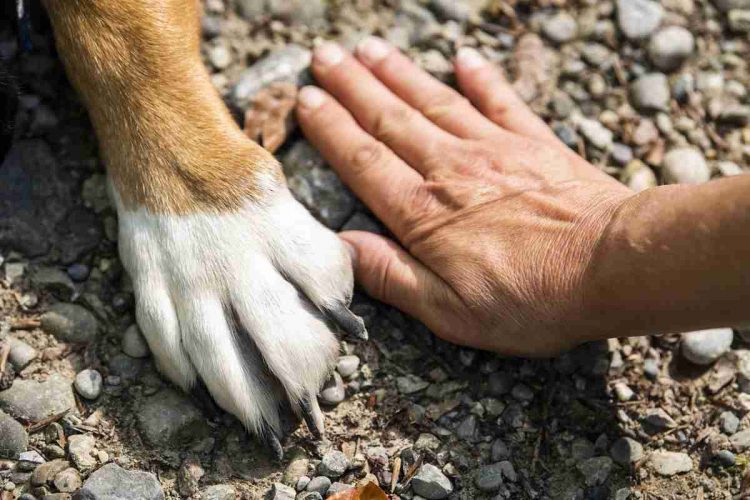 La mano di un uomo e la zampa di un cane