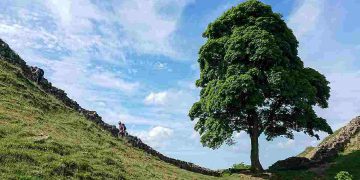 L'albero di Robin Hood