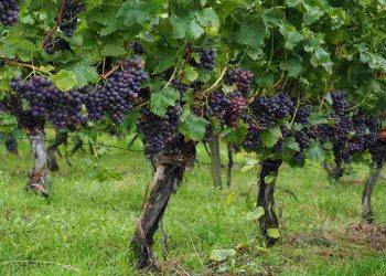 Un vitigno