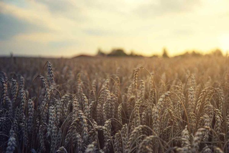 Campo di grano