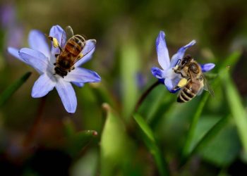 Delle api intente a impollinare dei fiori