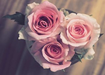 Le rose sono un regalo gettonato per la festa della mamma