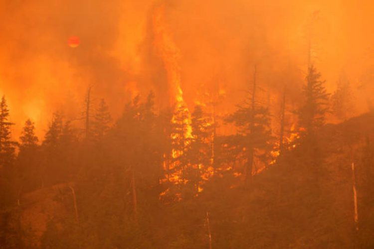 Gli incendi in Israele sono sotto controllo