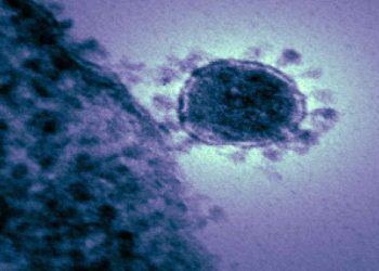 Il coronavirus Mers