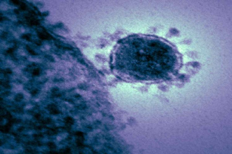 Il coronavirus Mers