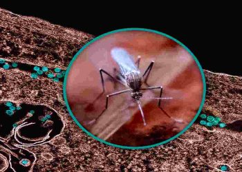 Il virus del Nilo occidentale viene trasmesso da alcune zanzare