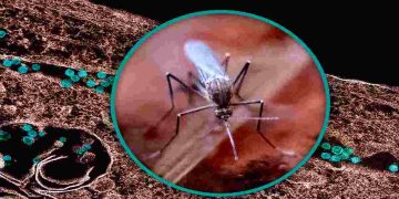 Il virus del Nilo occidentale viene trasmesso da alcune zanzare