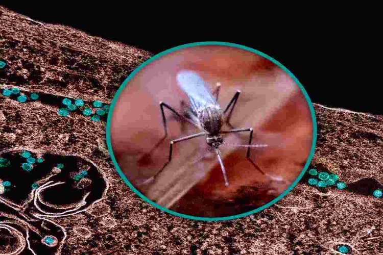 Il virus del Nilo occidentale viene trasmesso da alcune zanzare