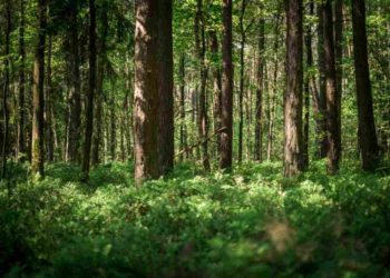 Le foreste si sincronizzano con le eclissi solari