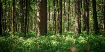 Le foreste si sincronizzano con le eclissi solari