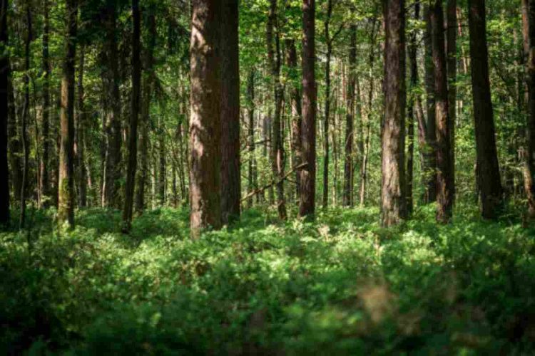 Le foreste si sincronizzano con le eclissi solari
