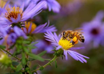 Le piante sentono il ronzio degli insetti impollinatori