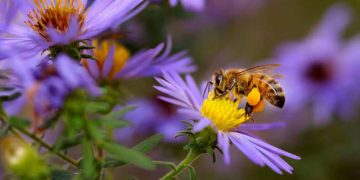 Le piante sentono il ronzio degli insetti impollinatori
