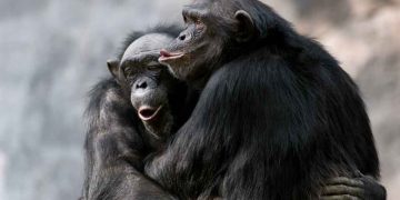 Percussioni degli scimpanzé e ritmo