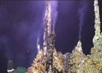Piccole piante, animali e microbi prosperano grazie ai pennacchi di gas ricchi di minerali che fuoriescono dalle sorgenti idrotermali dell'Axial Seamount