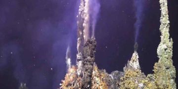 Piccole piante, animali e microbi prosperano grazie ai pennacchi di gas ricchi di minerali che fuoriescono dalle sorgenti idrotermali dell'Axial Seamount
