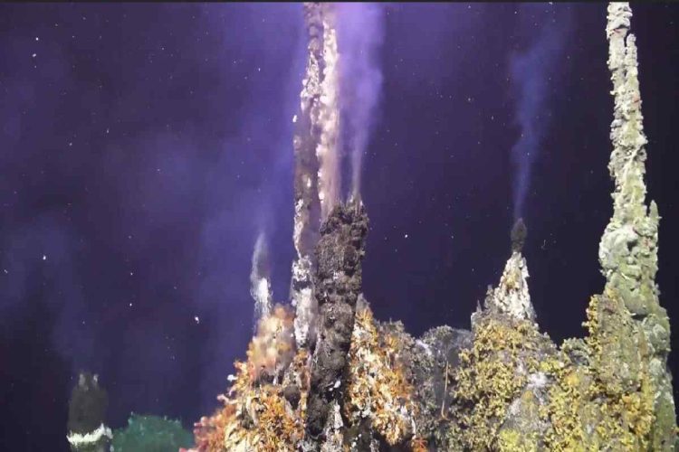 Piccole piante, animali e microbi prosperano grazie ai pennacchi di gas ricchi di minerali che fuoriescono dalle sorgenti idrotermali dell'Axial Seamount