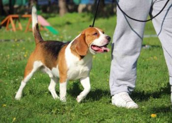 Un'AI per comprendere il linguaggio degli animali