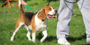 Un'AI per comprendere il linguaggio degli animali