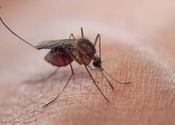 Allarme Dengue e West Nile in Italia